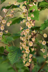 Flowers of red currant