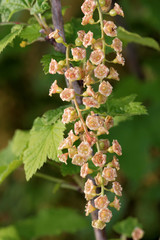 Flowers of red currant