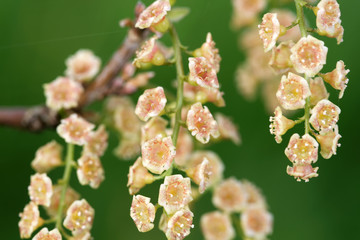 Flowers of red currant