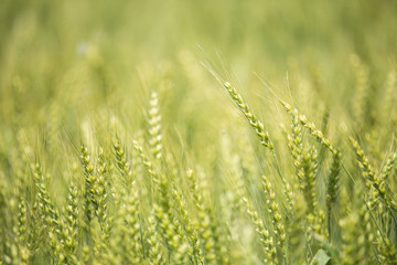 色づく前の小麦畑