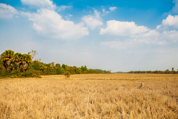 Landscape of Angkor Wat Park