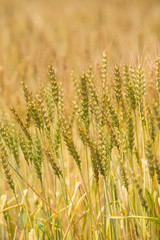 黄金色に色づいた収穫前の小麦畑