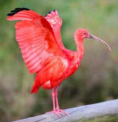 Scarlet Ibis Bird - obrazy, fototapety, plakaty