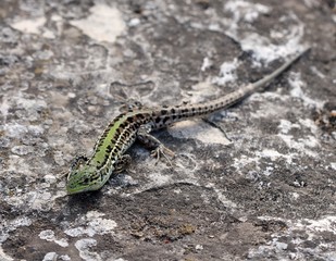 Зелёная ящерица на камнях