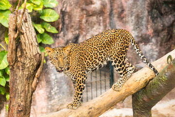 walking leopard in zoo