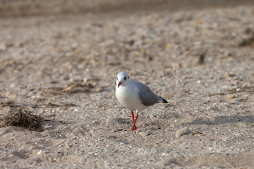 Seagull walking on sand