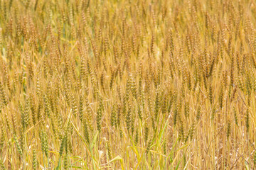 黄金色に色づいた収穫前の小麦畑