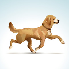 Vector Labrador Retriever Dog