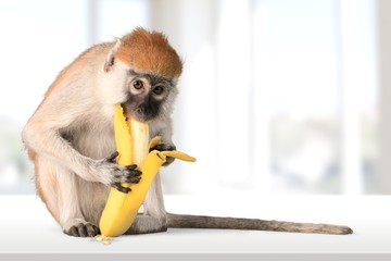 Monkey, Banana, Primate. - Powered by Adobe