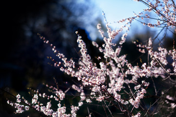 sakura branches on dark background