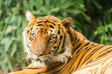 Bengal tiger in zoo, Thailand.