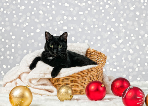 Black Cat With Christmas Decorations