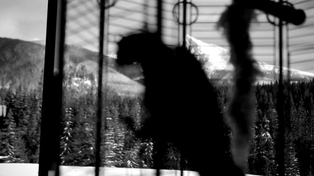 A black and white close up of a parrot in a cage