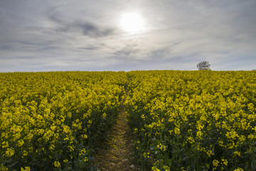 rapeseed track to nowhere