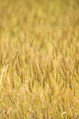 Fototapeta premium 黄金色に色づいた収穫前の小麦畑