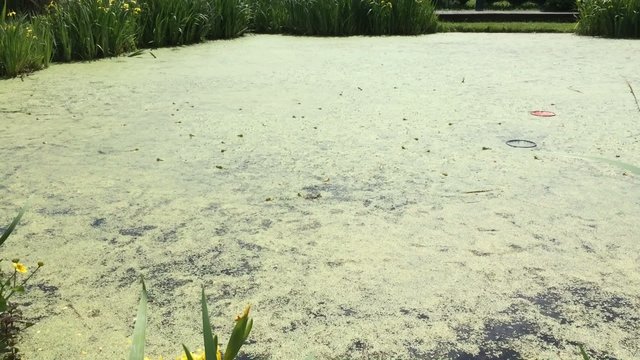 Frogs in the pond 