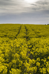 rapeseed tracks to nowhere