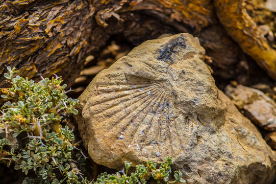 Fósiles de crustáceos marinos mMendoza Argentina