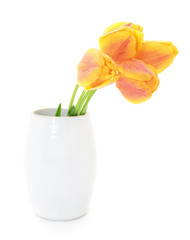 Tulips in vase.