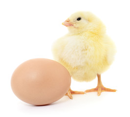 Fototapeta premium kurczak i jajko