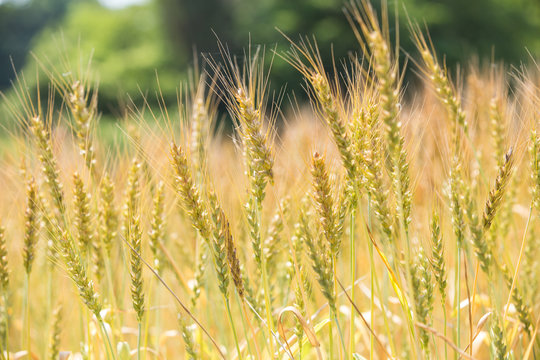 154 件の最適な 色づいたムギ畑 画像 ストック写真 ベクター Adobe Stock