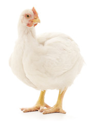 white hen