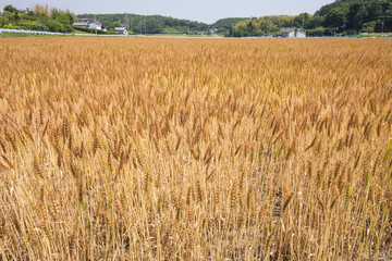 黄金色に色づいた収穫前の小麦畑