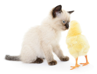 Fototapeta na wymiar Chicken and kitten