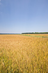 黄金色に色づいた収穫前の小麦畑