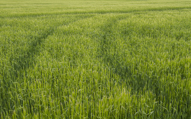 tyre marks in crop field