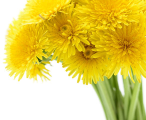 Dandelion background