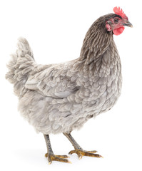 Grey hen