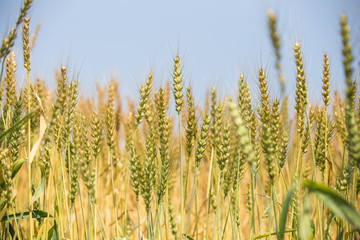 色づく前の小麦畑
