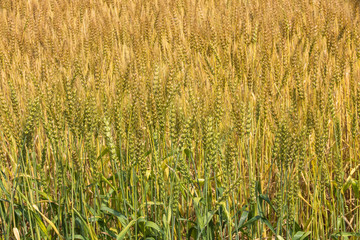 黄金色に色づいた収穫前の小麦畑
