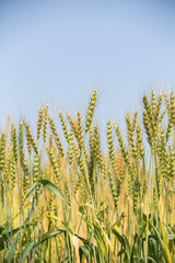 色づく前の小麦畑
