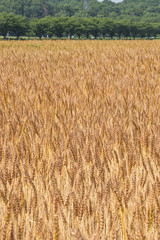 黄金色に色づいた収穫前の小麦畑