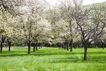 Blossoming cherry orchard
