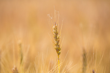 黄金色に色づいた収穫前の小麦畑