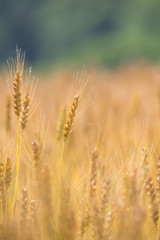 黄金色に色づいた収穫前の小麦畑