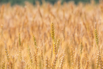 黄金色に色づいた収穫前の小麦畑