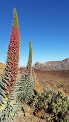 Teide Natternkopf