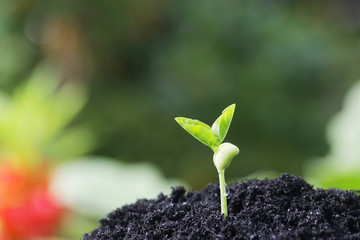 Growing plant