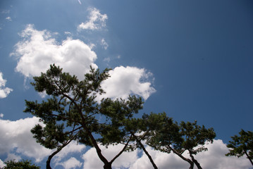 Obraz premium Pine Trees & Clouds