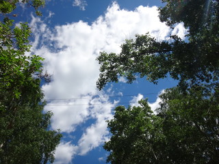 Obraz premium Летний двор с зелеными травой и деревьями