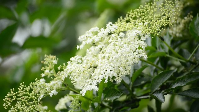 Holunder mit Bl&uuml;te