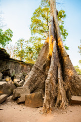 Ta Prohm temple Angkor Wat