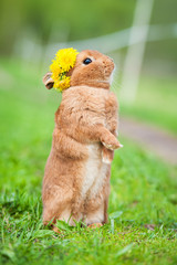 Funny dwarf rabbit with wreath of dandelions on its head