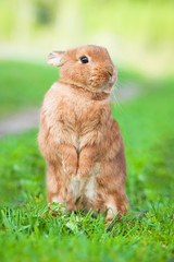 Little dwarf rabbit standing on hind legs in summer