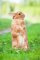 Little dwarf rabbit standing on hind legs in summer