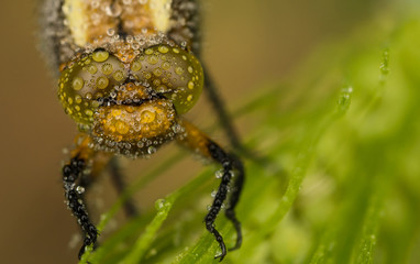 Libelle mit Tropfen auf den Augen
